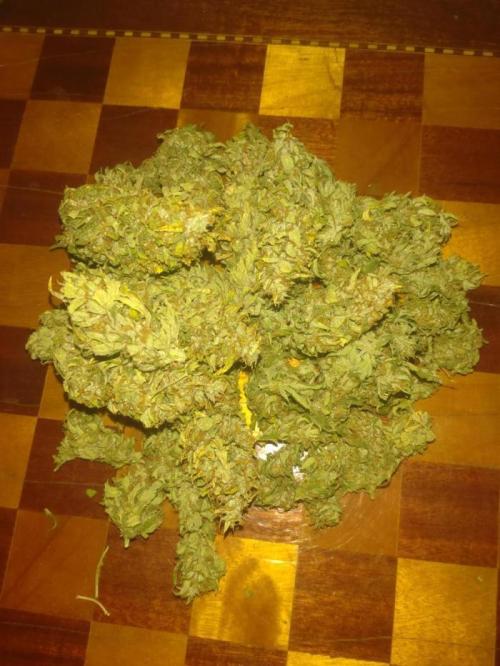 Cookies Gelato Auto RQS. Week 11