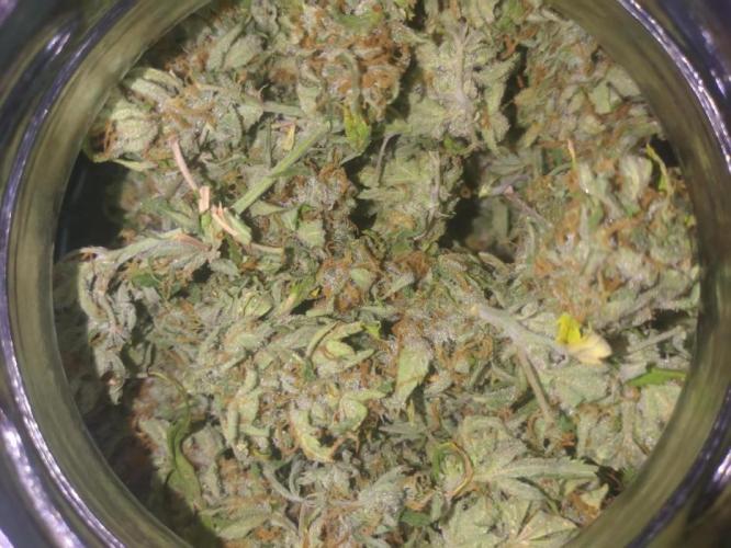 Cookies Gelato Auto RQS. Week 11