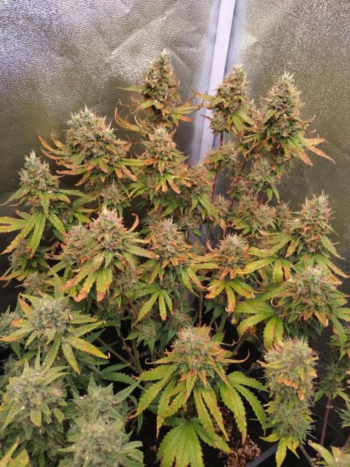 Pink (Purple) Runtz Auto RQS. Week 10