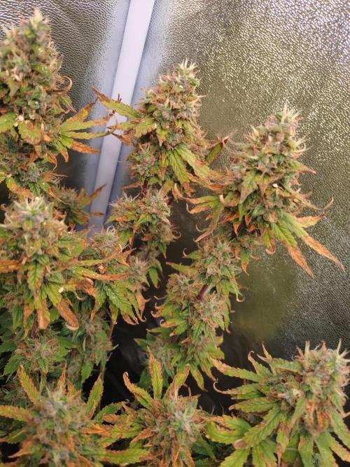 Pink (Purple) Runtz Auto RQS. Week 10