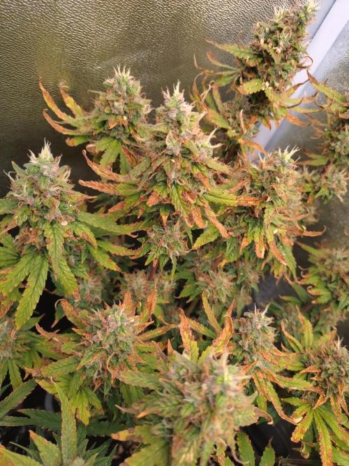 Pink (Purple) Runtz Auto RQS. Week 10