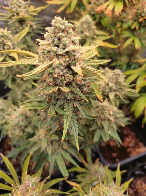 Guava Auto Fastbuds. Week 10