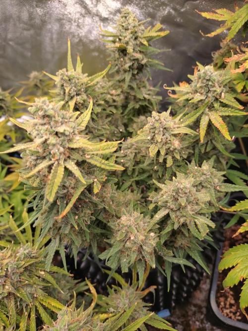 Guava Auto Fastbuds. Week 10