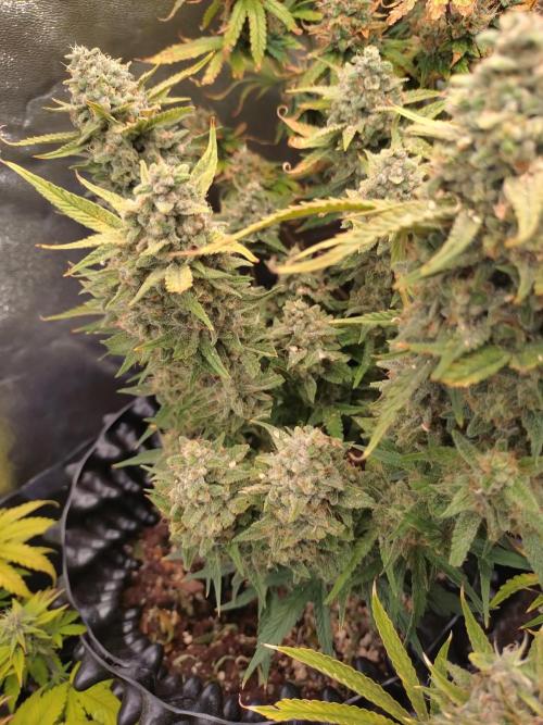 Guava Auto Fastbuds. Week 10