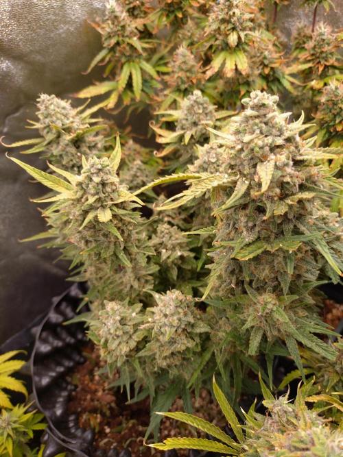 Guava Auto Fastbuds. Week 10