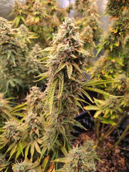 Green Gelato Auto RQS. Week 10