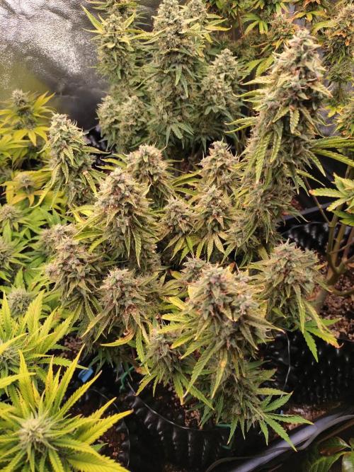 Green Gelato Auto RQS. Week 10