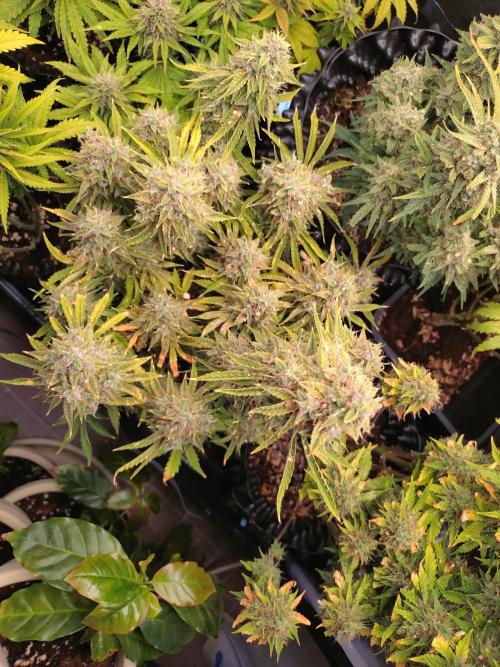 Green Gelato Auto RQS. Week 10