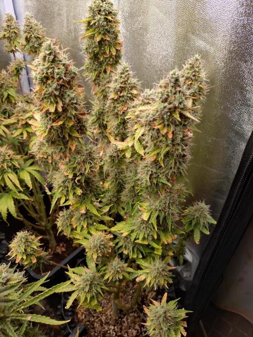 Gelonade (Purple) Auto Zamnesia. Week 10