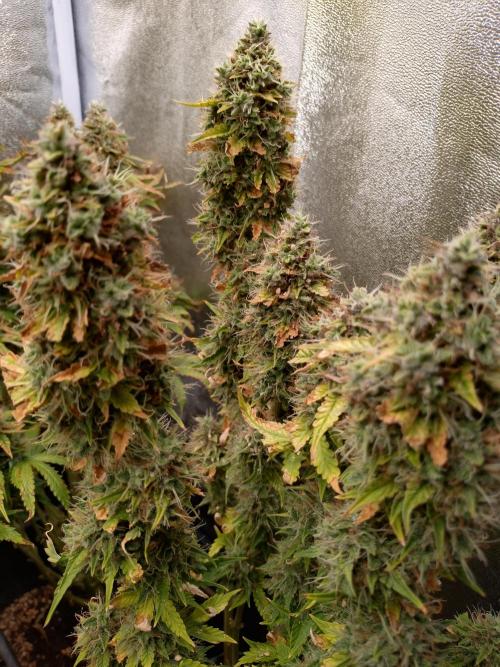 Gelonade (Purple) Auto Zamnesia. Week 10