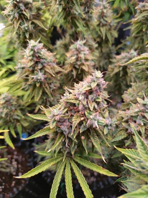 Green (Purple) Gelato Auto RQS. Week 10