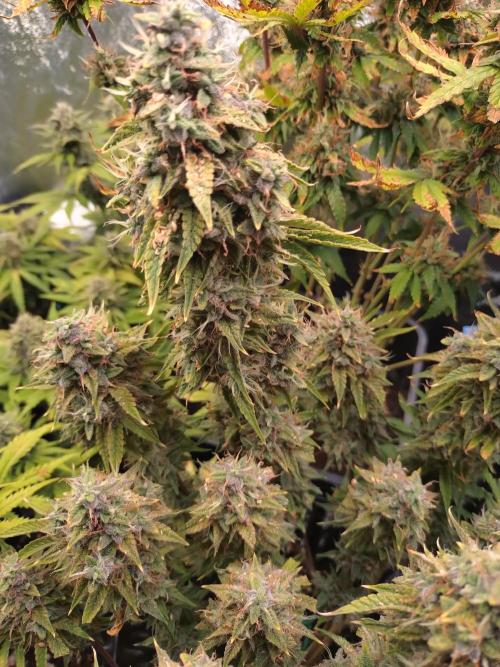 Green (Purple) Gelato Auto RQS. Week 10