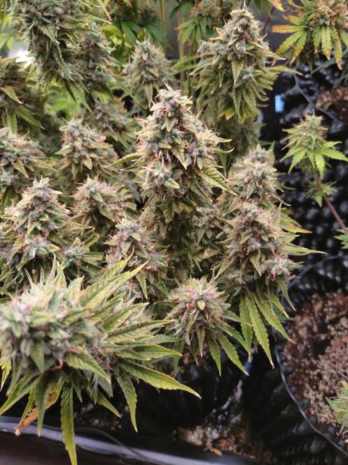 Green (Purple) Gelato Auto RQS. Week 10