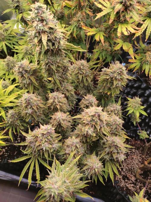 Green (Purple) Gelato Auto RQS. Week 10