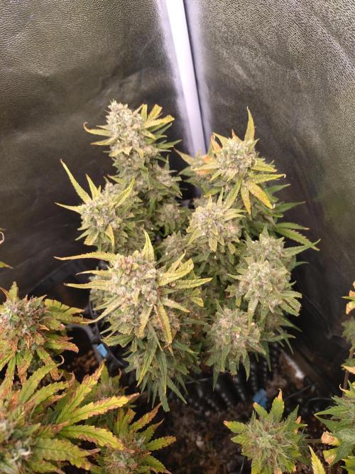 Guava Auto Fastbuds. Week 10