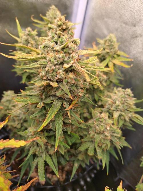 Guava Auto Fastbuds. Week 10