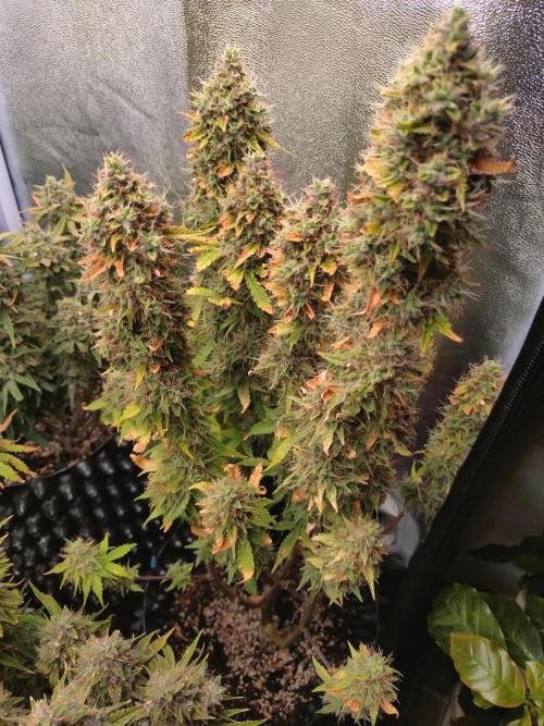 Gelonade (Purple) Auto Zamnesia. Week 10