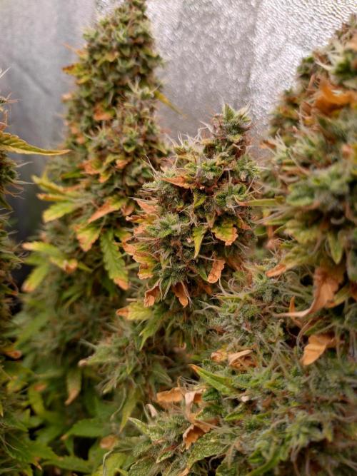 Gelonade (Purple) Auto Zamnesia. Week 10