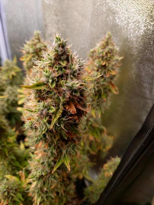 Gelonade (Purple) Auto Zamnesia. Week 10