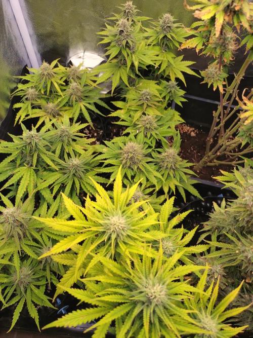 Banana Purple Punch Auto Fastbuds. Week 7