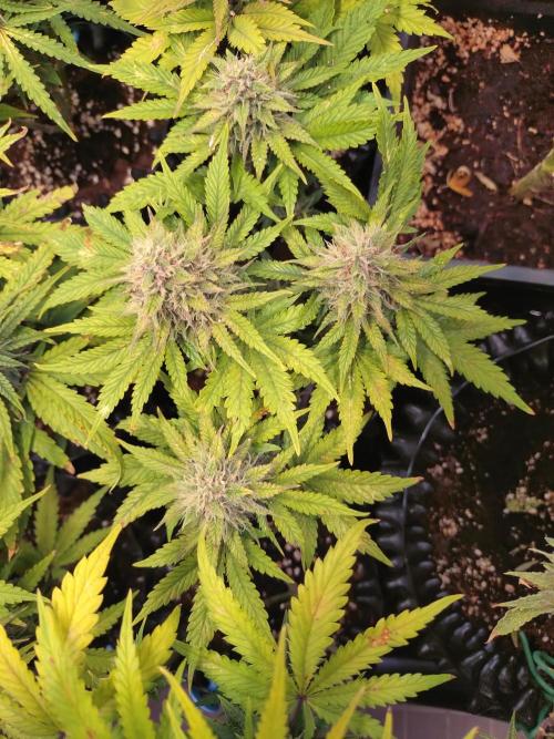 Banana Purple Punch Auto Fastbuds. Week 7