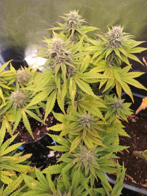 Banana Purple Punch Auto Fastbuds. Week 7