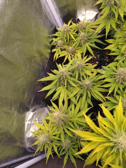 Titan F1 RQS. Week 7