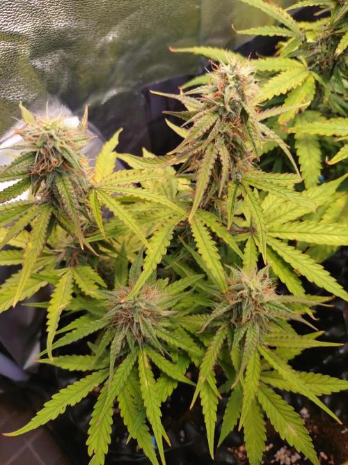 Titan F1 RQS. Week 7