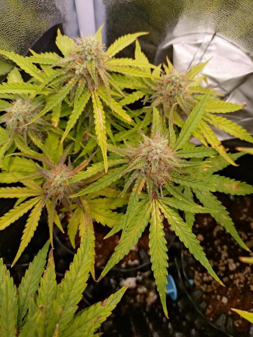 Titan F1 RQS. Week 7