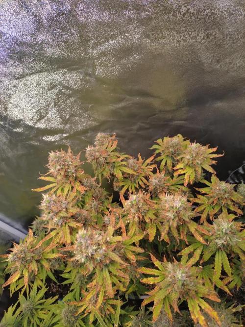 Pink (Purple) Runtz Auto RQS. Week 10