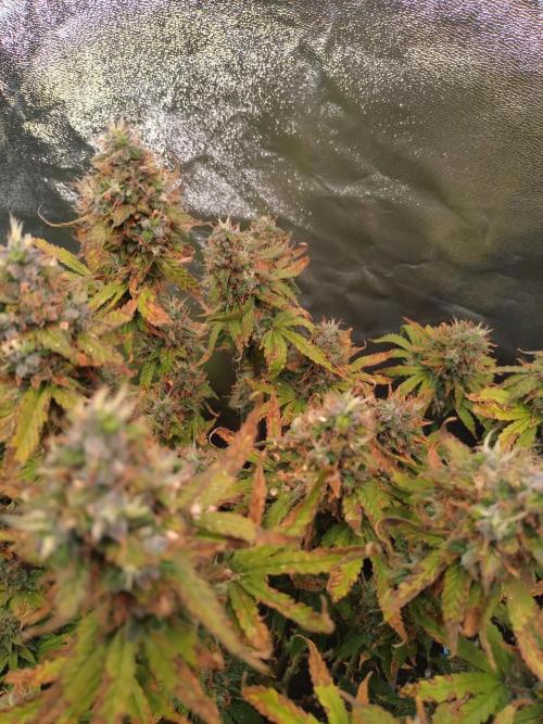 Pink (Purple) Runtz Auto RQS. Week 10