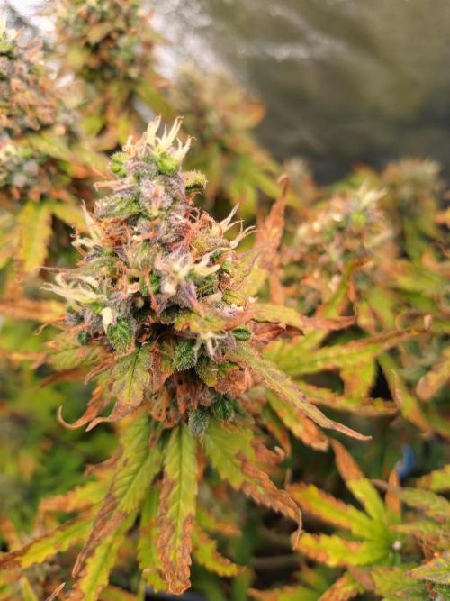 Pink (Purple) Runtz Auto RQS. Week 10