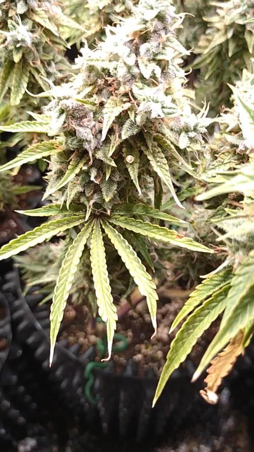 Green (Purple) Gelato Auto RQS