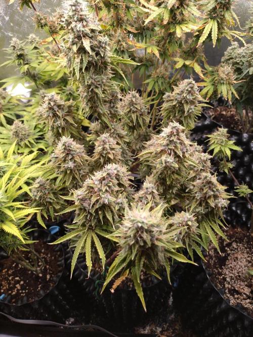 Green (Purple) Gelato Auto RQS. Week 11