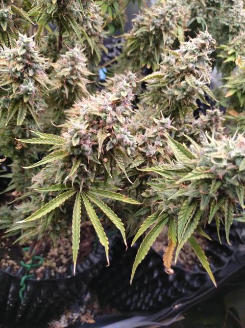 Green (Purple) Gelato Auto RQS. Week 11