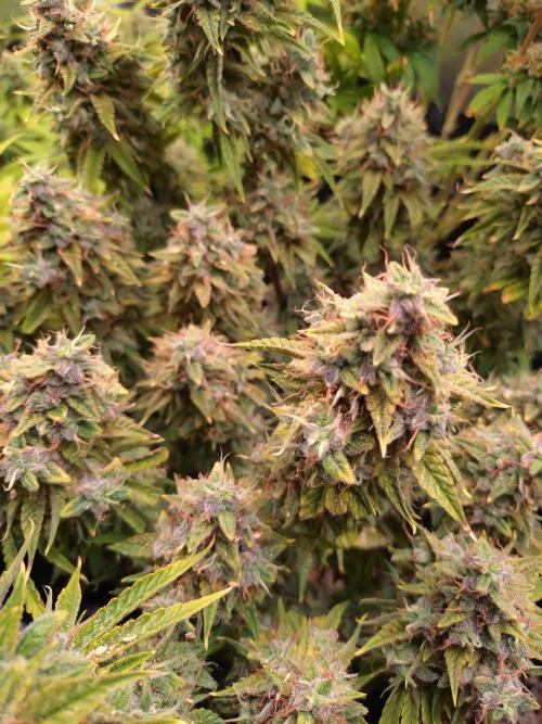 Green (Purple) Gelato Auto RQS. Week 11