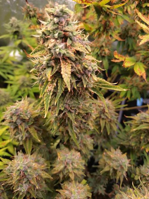 Green (Purple) Gelato Auto RQS. Week 11