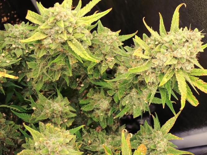 Guava Auto Fastbuds. Week 11