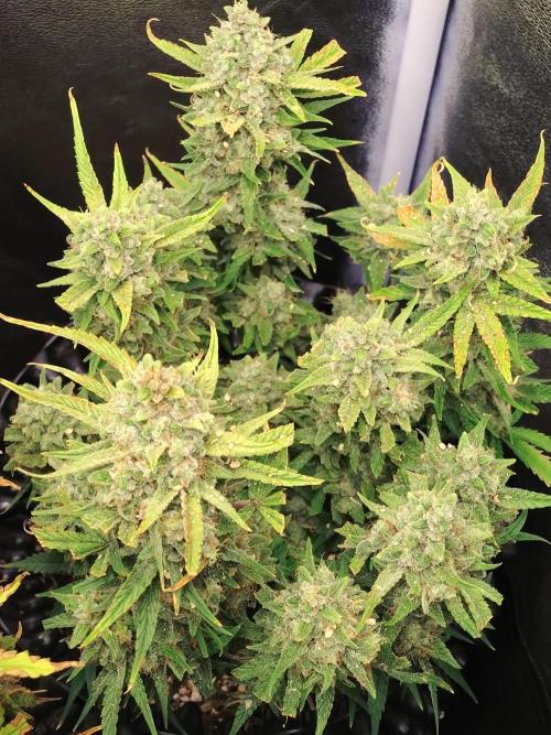 Guava Auto Fastbuds. Week 11