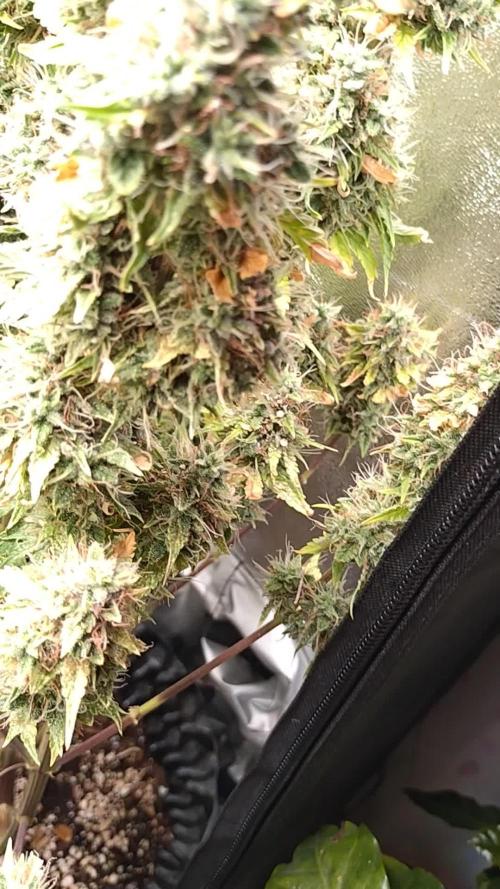 Gelonade (Purple) Auto Zamnesia