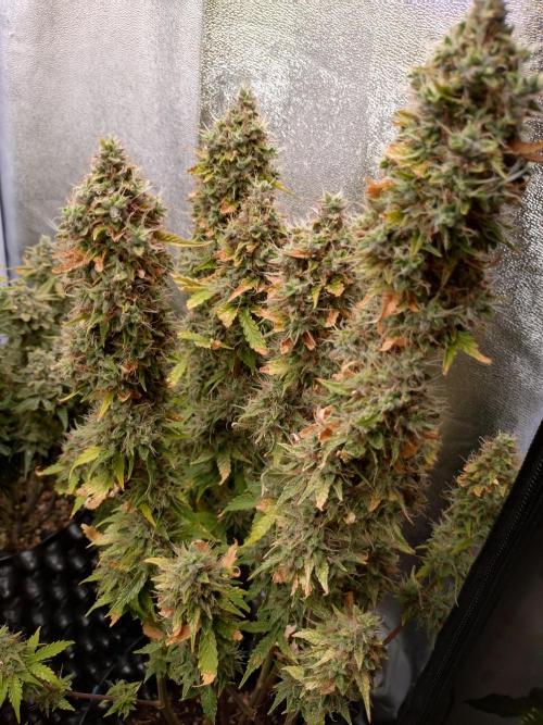 Gelonade (Purple) Auto Zamnesia. Week 11