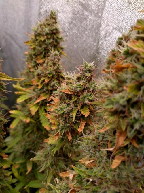 Gelonade (Purple) Auto Zamnesia. Week 11