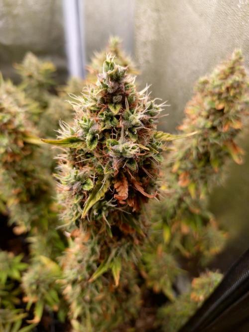 Gelonade (Purple) Auto Zamnesia. Week 11