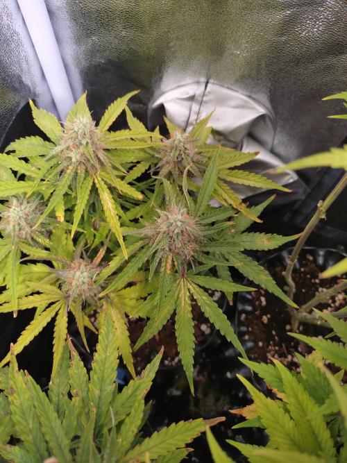 Titan F1 RQS. Week 8