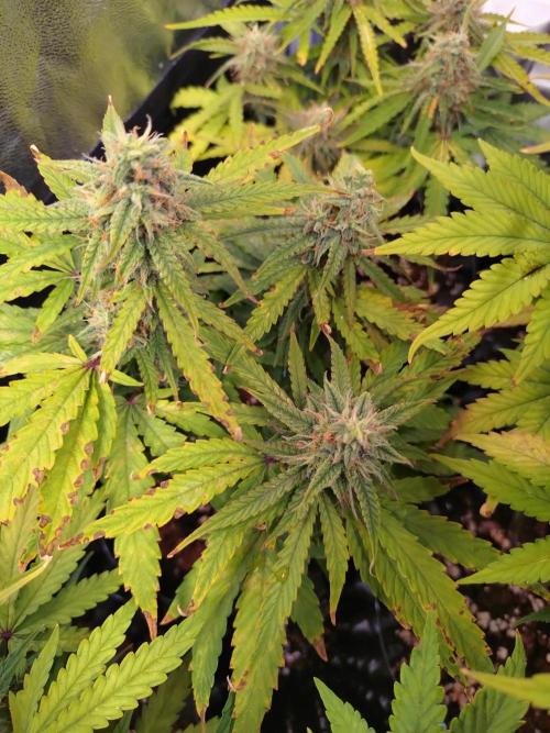 Titan F1 RQS. Week 8