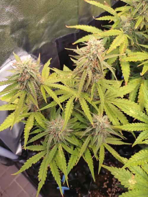 Titan F1 RQS. Week 8