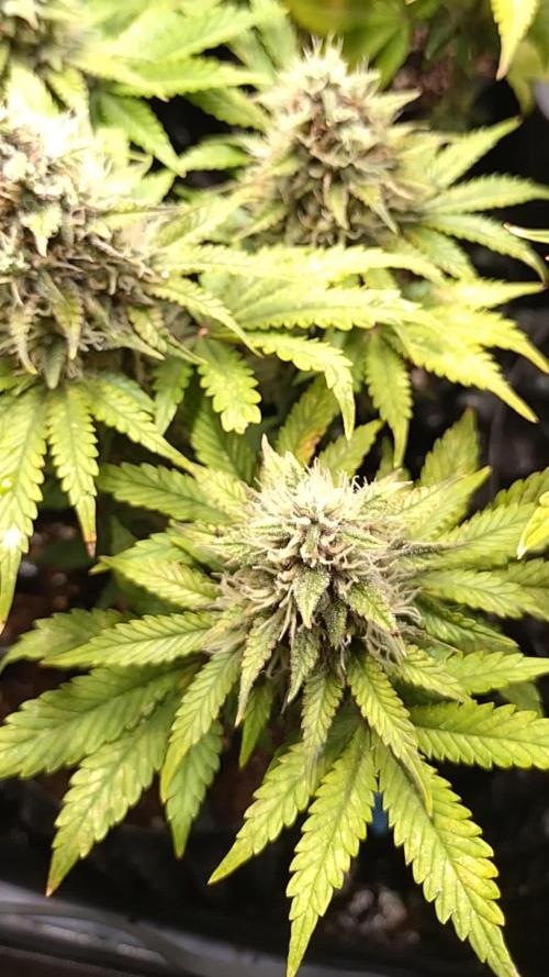 Banana Purple Punch Auto Fastbuds