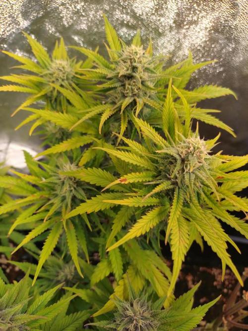 Banana Purple Punch Auto Fastbuds. Week 8