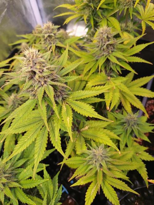 Banana Purple Punch Auto Fastbuds. Week 8