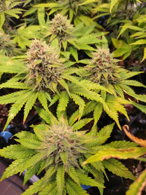 Banana Purple Punch Auto Fastbuds. Week 8